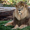 African Lion - 1