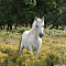 New-Forest-Ponies-1-of-1-5.jpg