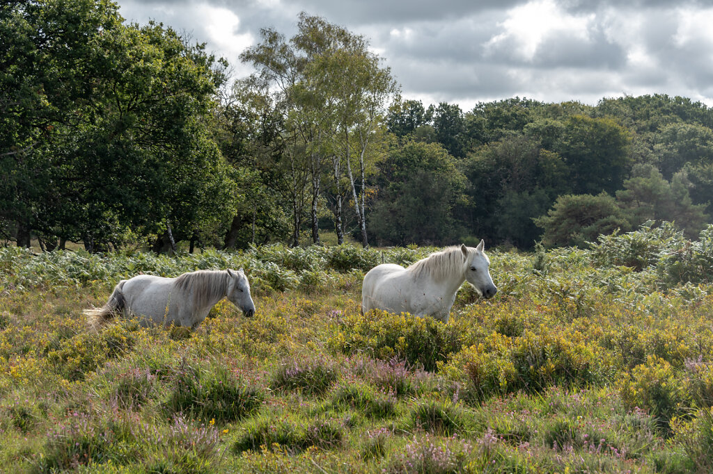 New-Forest-Ponies-1-of-1-6.jpg