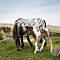dartmoor-pony-1.jpg