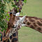 Giraffe-4.jpg