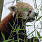 Red-Panda-1-of-1-3.jpg