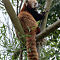 Red-Panda-1-of-1-2.jpg