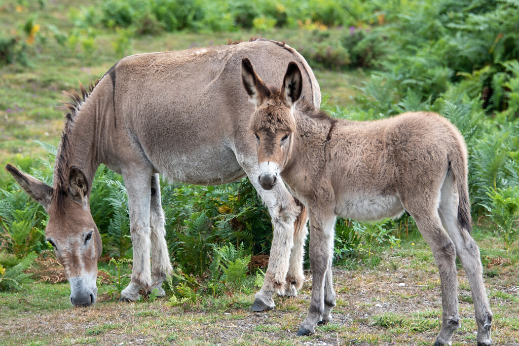 Donkey-family.jpg