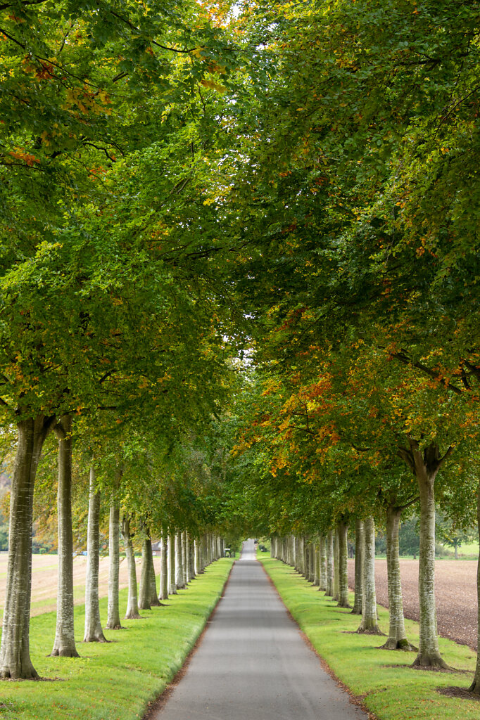 Avenue-of-trees.jpg